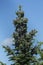 Black cones of a fertile balsam fir tree, New Hampshire.