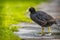 Black coot bird in nature