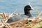 Black Coot breeding