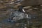 Black coot Fulica atra grooming in the water