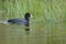 Black Coot swimming