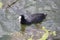 A black coot swimming in the canal