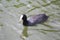 A black coot swimming in the canal