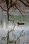 Black coot swimming in a early spring landscape