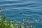 A black coot swimming on a lake