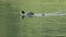 Black coot swims with its young on the lake looking for fish to feed under the water during the day without people