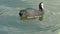 A black coot on the water looking around GH4 4K UHD