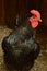 Black Copper Maran Chicken