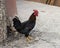 Black copper Marans rooster foraging for food in Morocco.