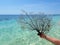 Black coral sea fan on the sea at Ancon beach, Trinidad, Cuba