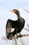 Black cormorant bird