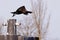 Black cormorant bird flying