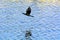 A black Cormorant bird flying over rippled blue water of Man Sag