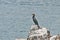 a black Cormorant bird sitting on a rock in front of water and rocks