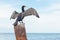 Black cormorant flaps its wings against the background of the sea, a portrait of a large sea bird