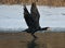 Black cormorant flying