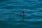 Black cormorant hunting in the sea blue water.