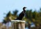 Black cormorant over a pole in a marina in Miami beach south Florida