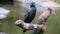 Black cormorant over a pole in a marina in Miami beach south Florida