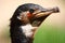 Black Cormorant (Phalacrocorax carbo)