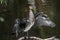 Black Cormorant portrait with wings open