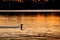 Black Cormorant on the River Torrens, Adelaide