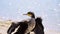 Black cormorant on the seashore spread its wings