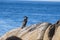 Black cormorant sits on a rock