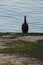 A black cormorant sits on the shore