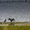 Black cormorant spreads its wings on the shore of a lake to dry, much copy space