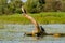 Black Cormorant in the wild in Danube Delta, Romania