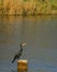 Black cormorant on a wooden pole in a dutch creek