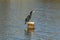 Black cormorant on a wooden pole in a dutch creek