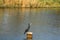 Black cormorant on a wooden pole in a dutch creek