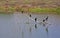 Black Cormorants birds driftwood
