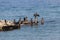 Black cormorants fishing on the old pier