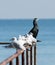 Black Cormorants and Kittiwake birds