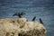 Black cormorants on a rocky island in the atlantic ocean.