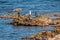 Black cormorants and seagul sitting on the rock in seawater