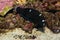 Black Corris Wrasse (Coris gaimard) in Aquarium