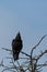 Black corvus crow raven sitting on branches in winter, blue sky