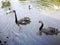 Black couple gooses in Thailand Nation park