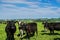 Black cow agriculture outdoor farm in New Zealand in blue sky