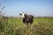 Black cow, blaarkop fleckvieh Simmental, standing on grass in the field and a blue sky