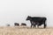 Black cow breastfeeding a little calf on a drought pasture of a