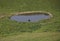 black cow drinking in the pond in the middle of the meadow in th