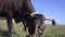 Black Cow Eating Grass On The Meadow. Herd of Dairy Cows Grazing on Pasture