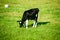 Black cow eats grass