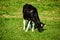 Black cow eats grass, farming concept