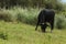 A black cow grass on a field in kerala